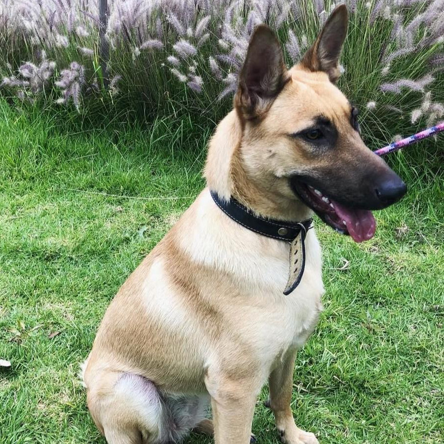 NALA | Raza Pastor Belga Maliniois | Perdida