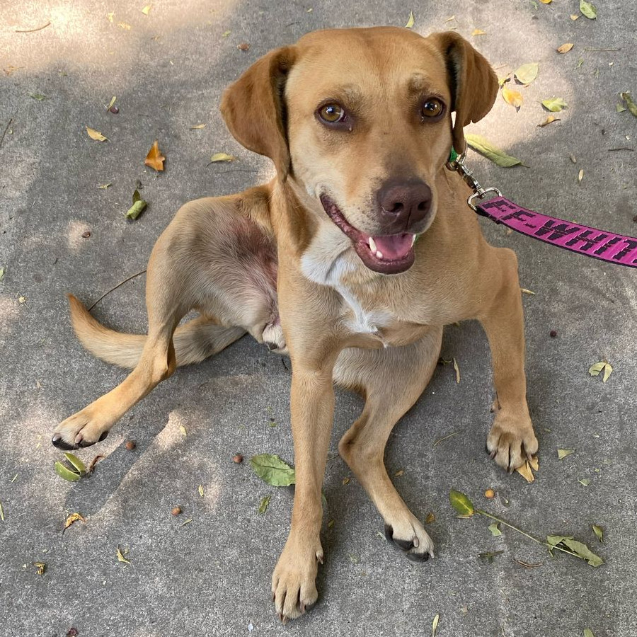 CANELA | Raza Mestiza | Perdida