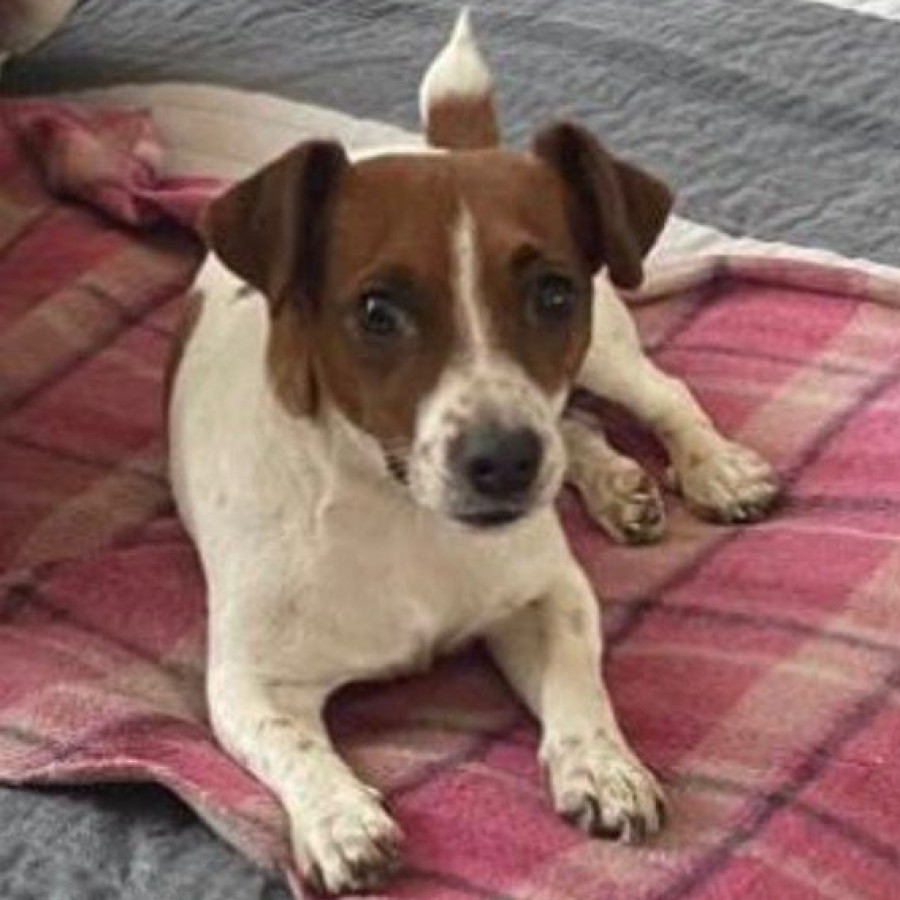 OHANNA | Raza Jack Russell Terrier | Perdida