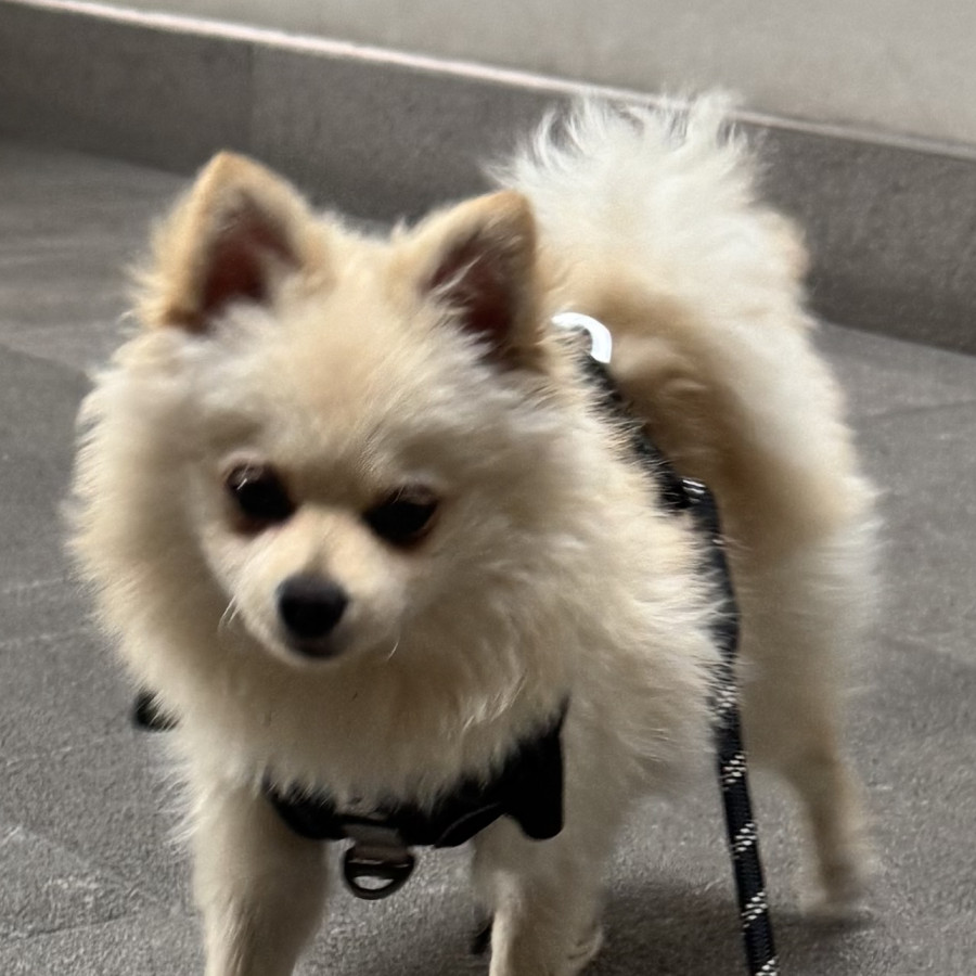 SIMBA | Raza Pomerania | Final Feliz