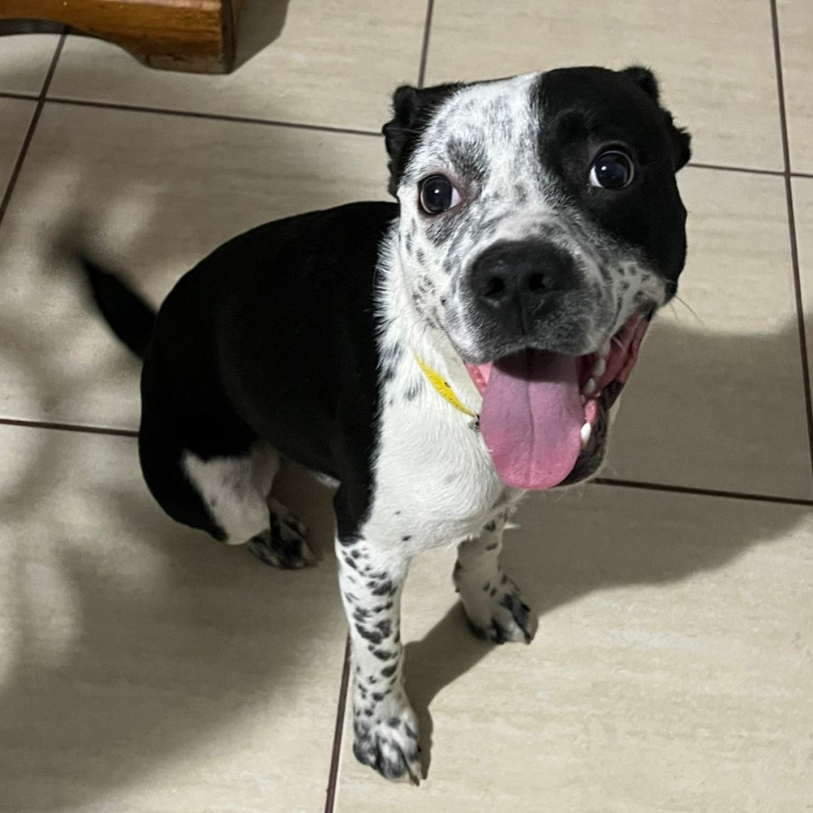  | Raza Mestizo, posible cruza de American Pitbull Terrier | Encontrado