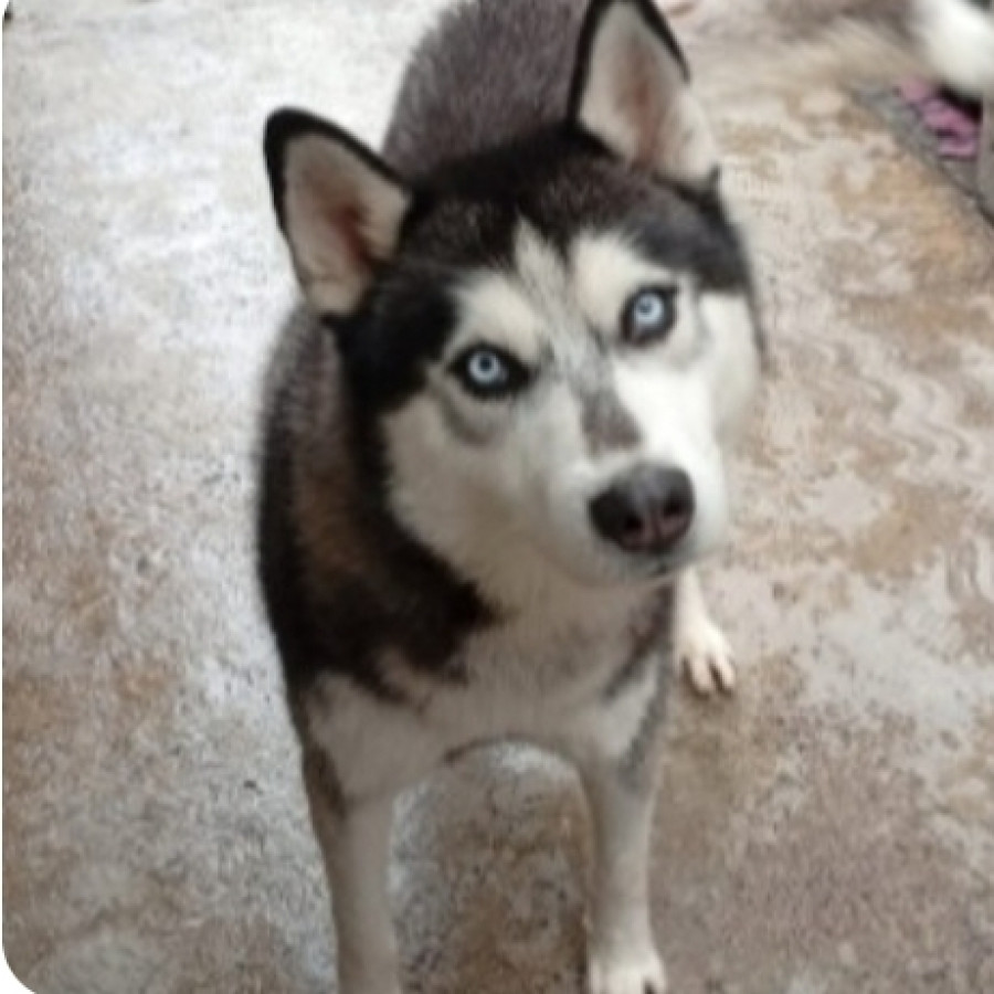 ROCKY | Raza Husky Siberiano | Perdido