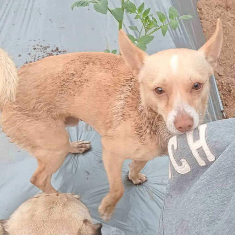 ÁNGEL | Raza Chihuahua | Perdido