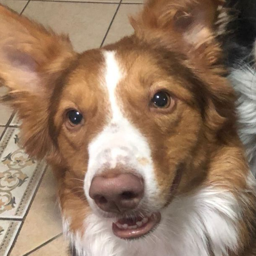ALMENDRA | Raza Border Collie  | Perdida