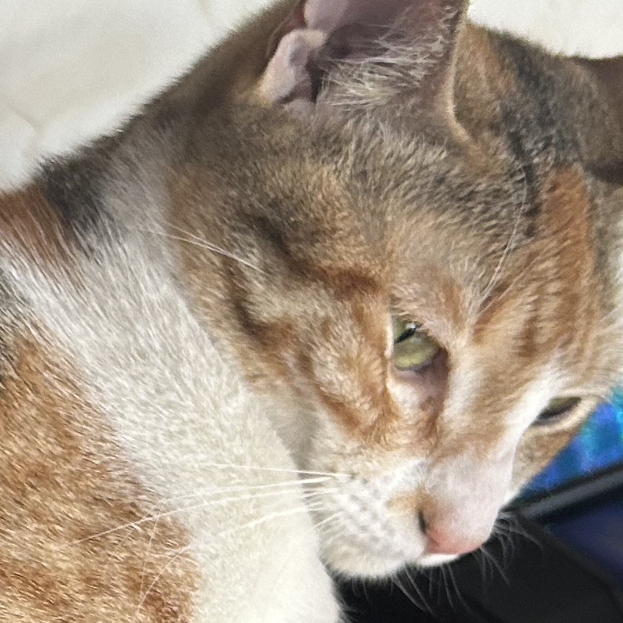 MORGANA | Raza Calicó De Pelo Corto | Perdida