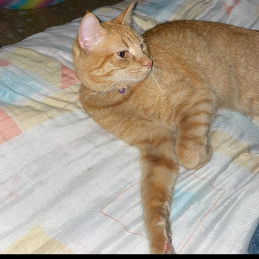 RITHA | Raza Doméstico Américano de Pelo Corto | Final Feliz