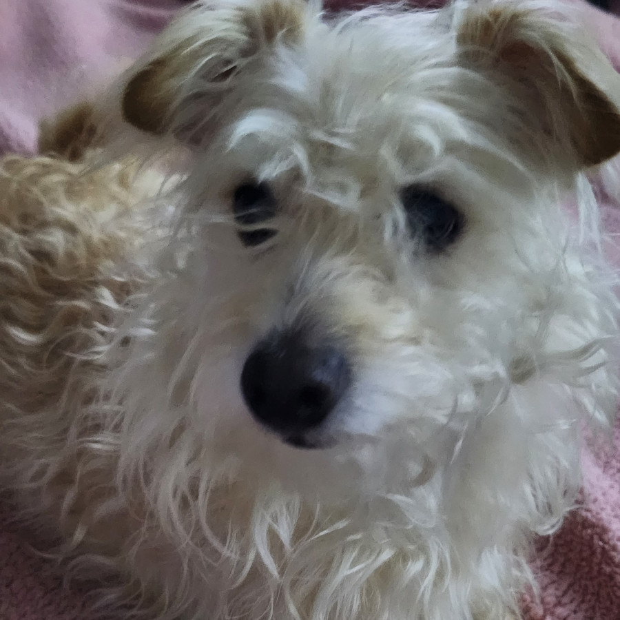 BOLO | Raza Mestiza | Perdida