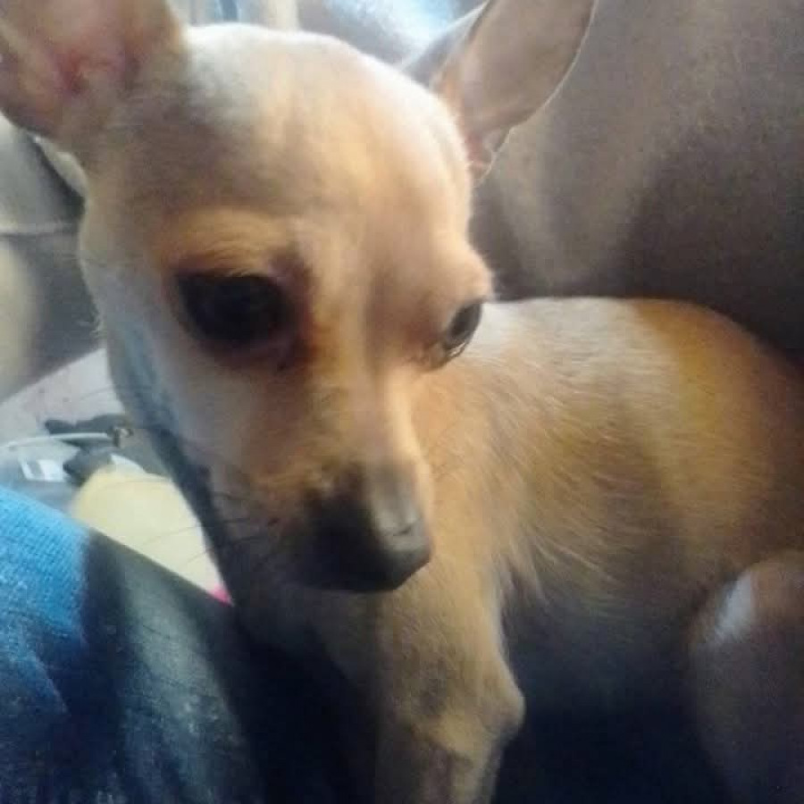 BREYKI | Raza Chihuahua | Perdida