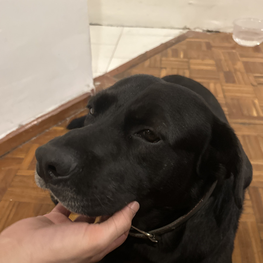  | Raza Labrador  | Encontrado