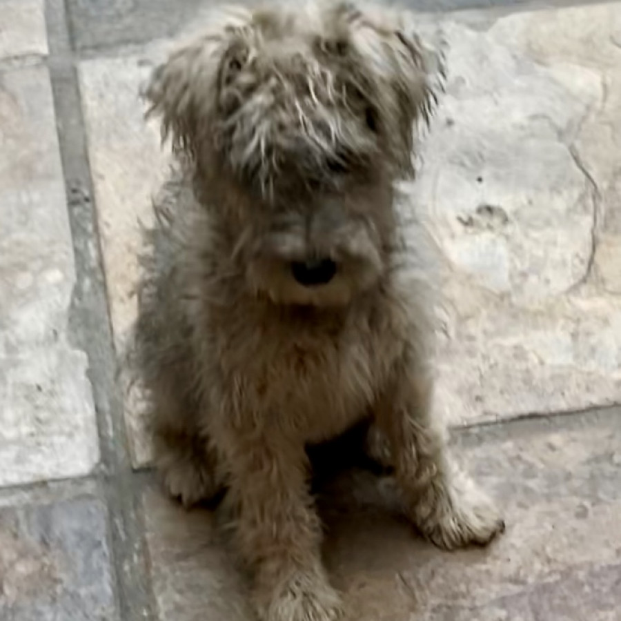 OSEA | Raza Mestizo, cruza de Schnauzer con French Poodle,  (Schnoodle) | Perdido