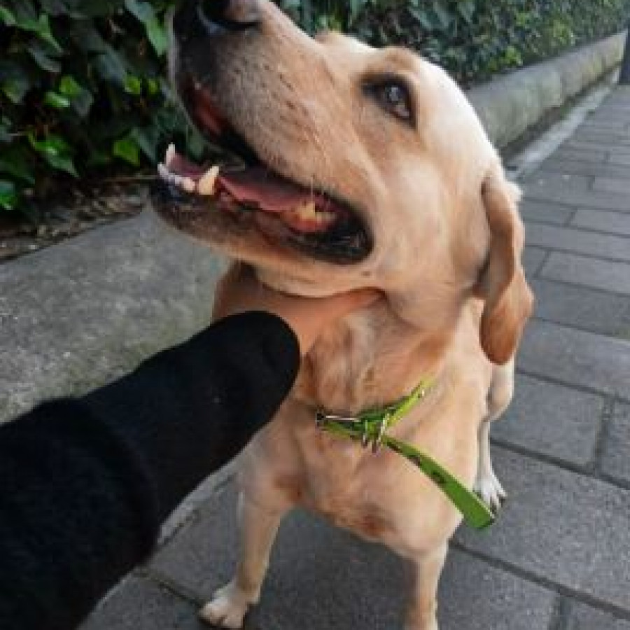 | Raza Labrador  | Encontrado
