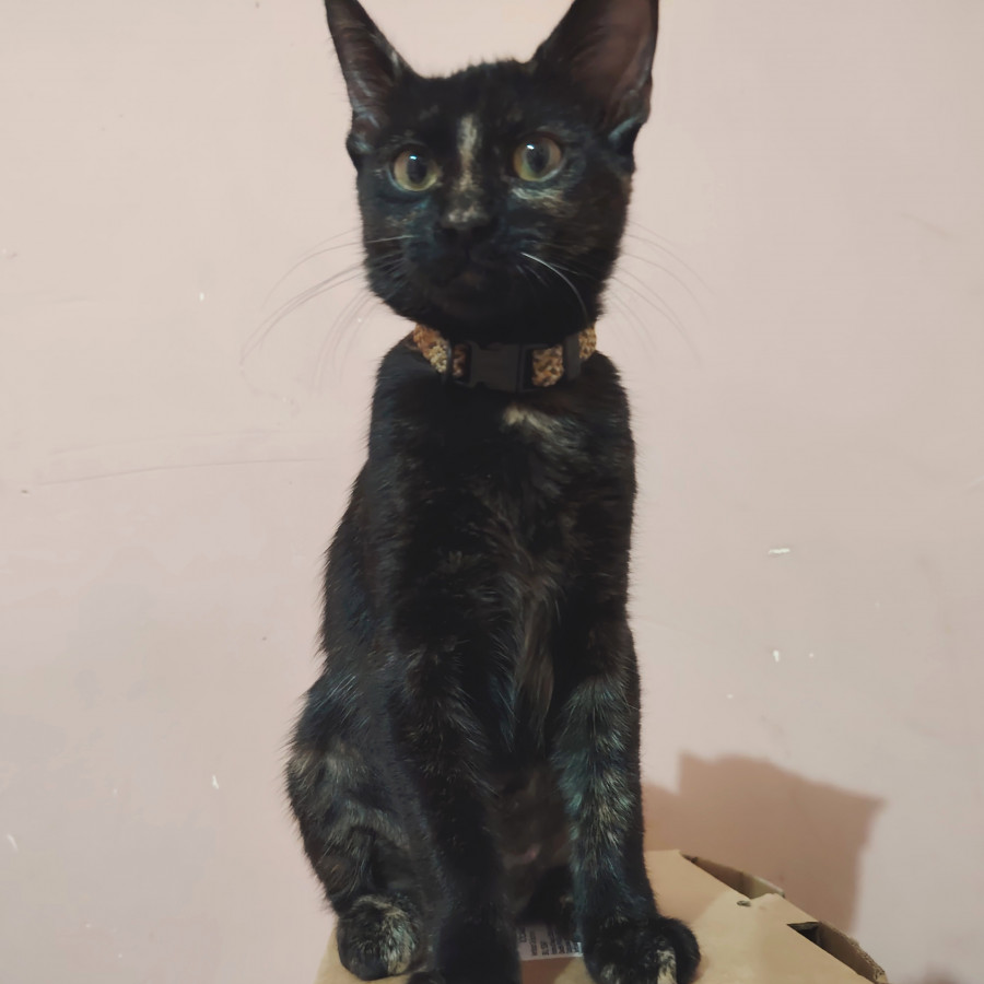 KUKI | Raza Calicó Carey de pelo corto | Perdida