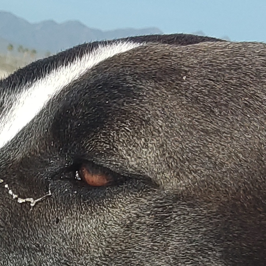 KALI | Raza Mestiza, cruza de American Pitbull Terrier | Perdida