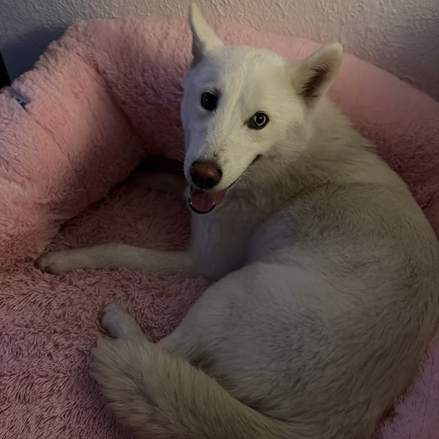  | Raza Mestiza, cruza de Husky Siberiano | Encontrada