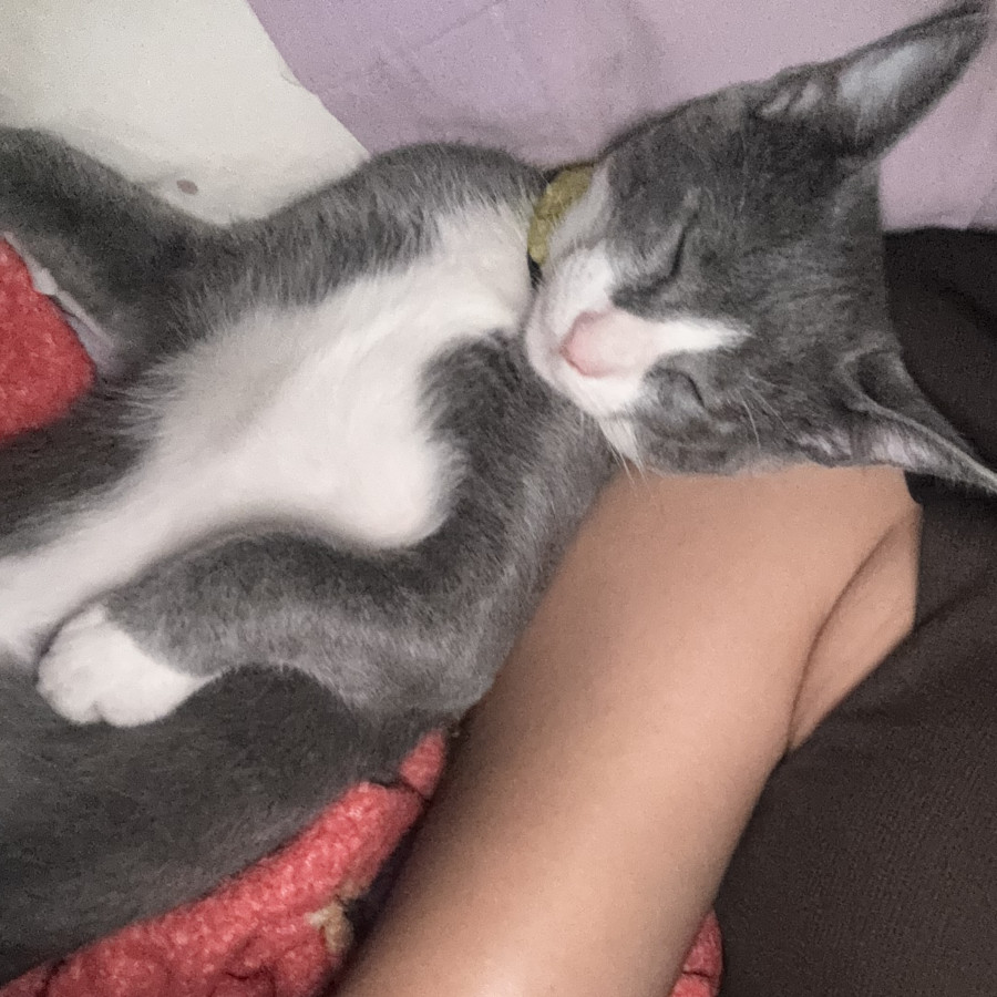 TITO | Raza Doméstico Americano de pelo corto | Perdido