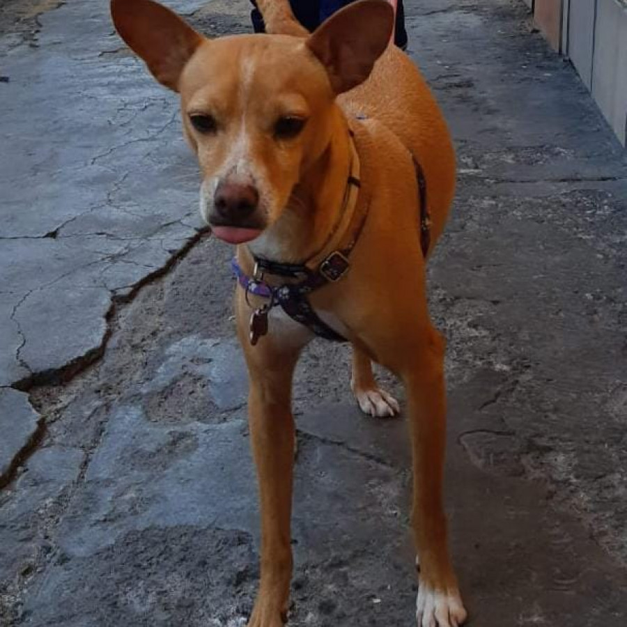 PATAS O HACHI | Raza Chihuahua | Final Feliz