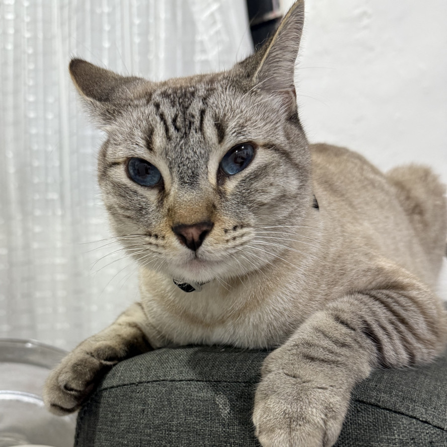 CHELSEA SNOW | Raza Aslan o Siamés moderno, punto tabby | Perdido
