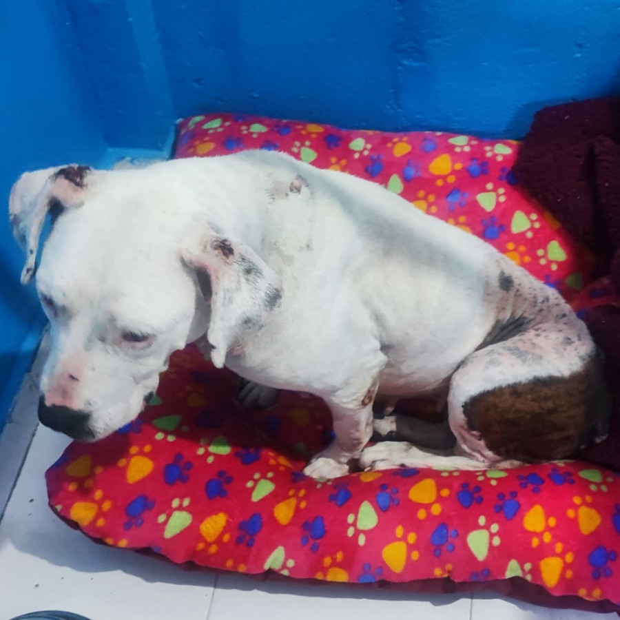 FRANCISCA | Raza American Pitbull Terrier | Perdida