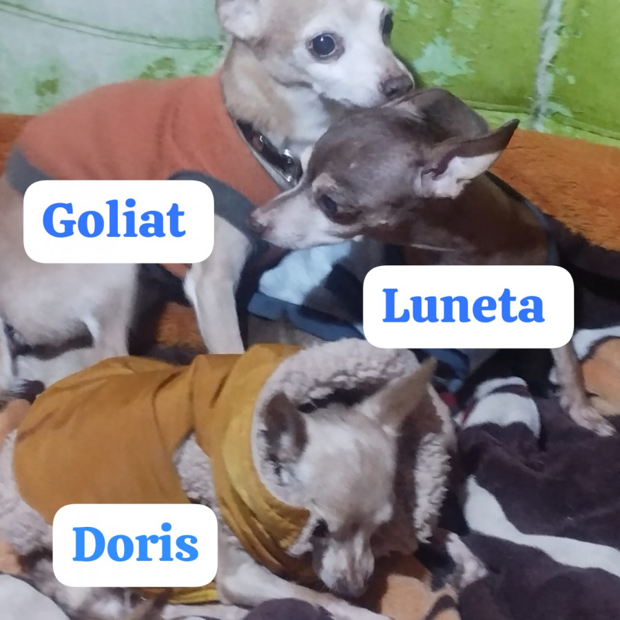 GOLIATH, LUNETA Y DORIS | Raza Chihuahua | En Adopción
