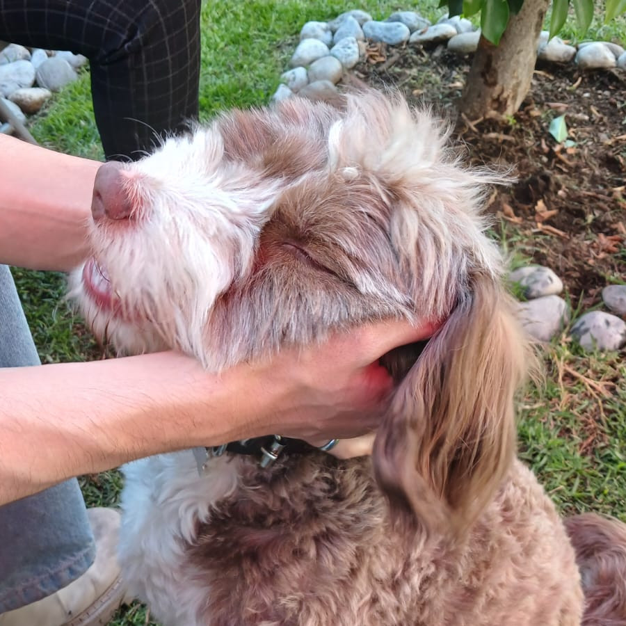 BARDO | Raza Mestizo,  cruza de Golden con Poodle,  (Goldendoodle) | Perdido