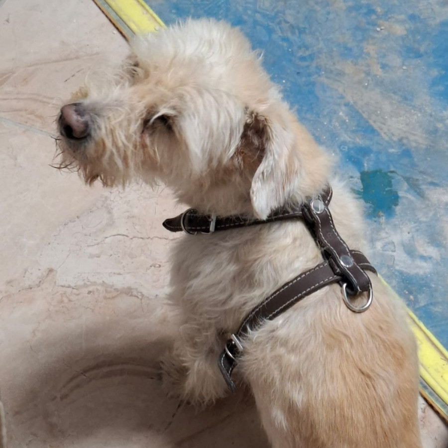 REX | Raza Mestizo | Perdido