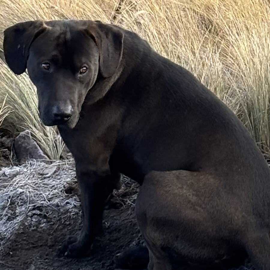 BLACKY | Raza Mestizo, Cruza De Labrador | Perdido