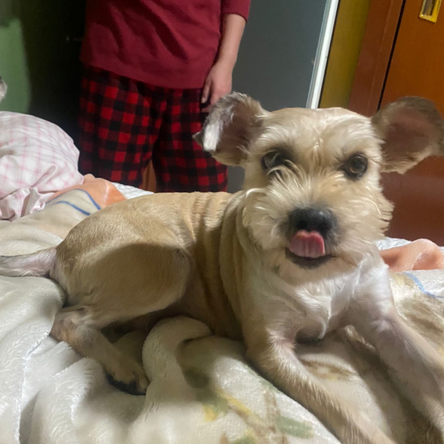  | Raza Mestiza, cruza de Schnauzer | Final Feliz