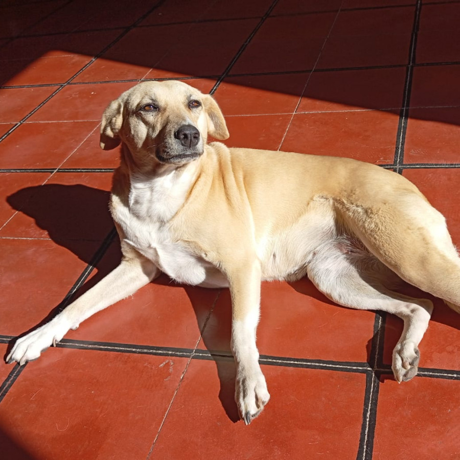 VITOLA | Raza Mestiza, cruza de Labrador | Final Feliz