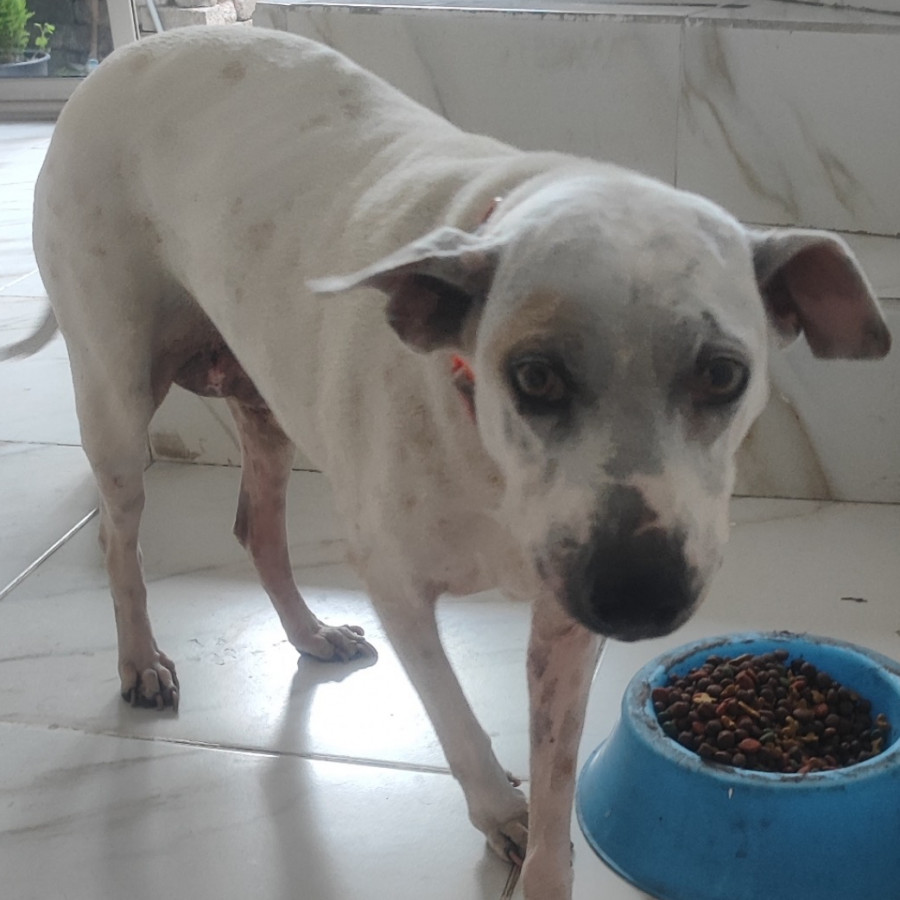 LAYLA | Raza Mestiza | Perdida