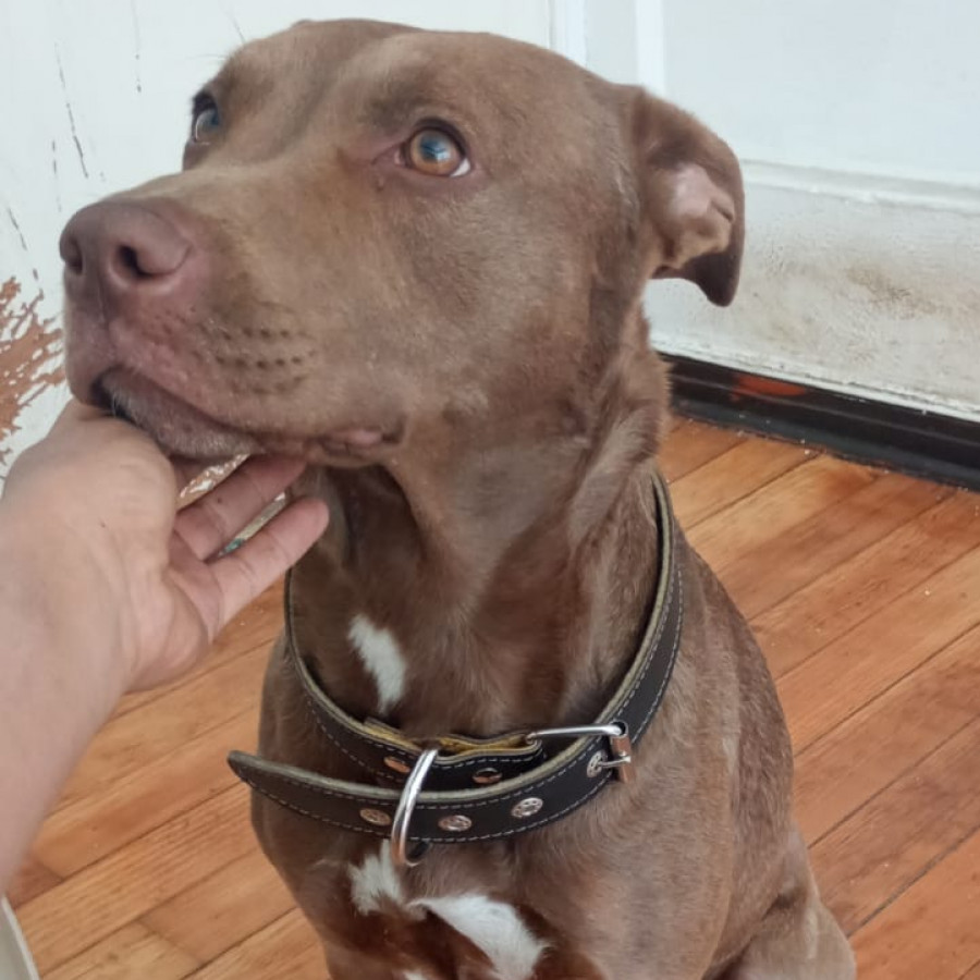  | Raza American Pitbull Terrier | Encontrada