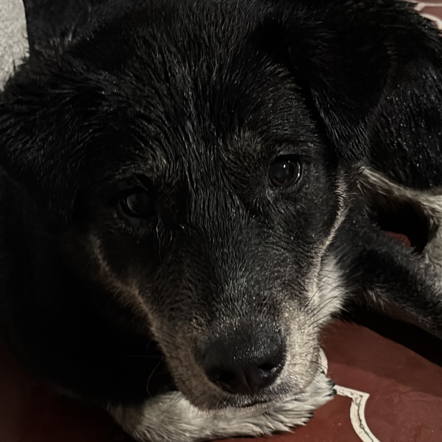 HERMOSA PELUDITA | Raza Mestiza | En Adopción