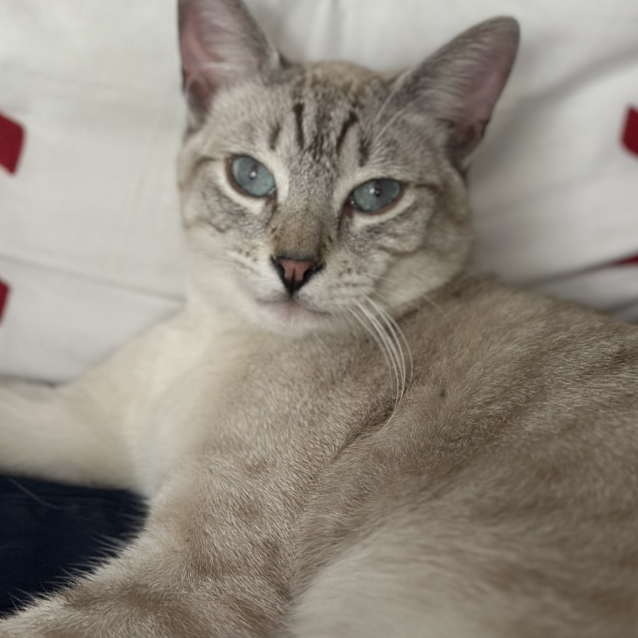 ZIZÚ | Raza Aslan o Siamés moderno, punto tabby | Perdido