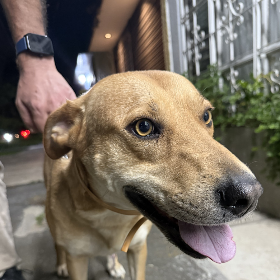  | Raza Mestizo, cruza de Labrador | Encontrado