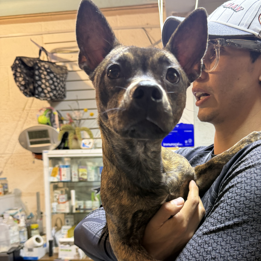  | Raza Mestiza, cruza de Chihuahua | Encontrada