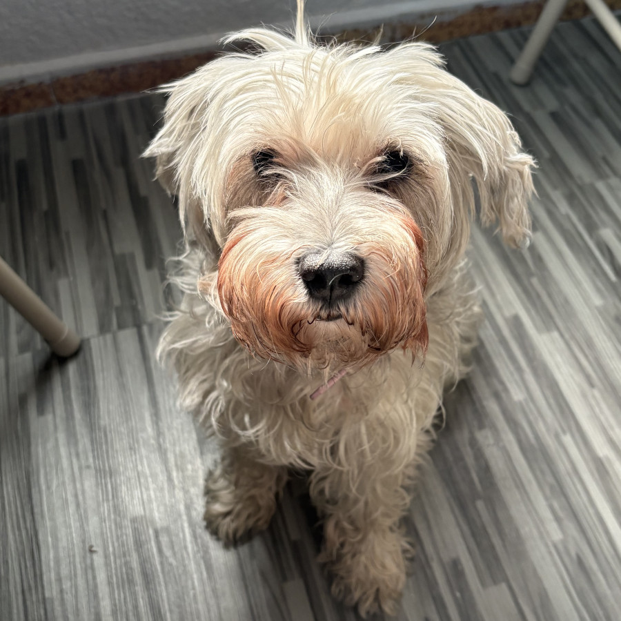 CHISPA | Raza Schnauzer | Perdida