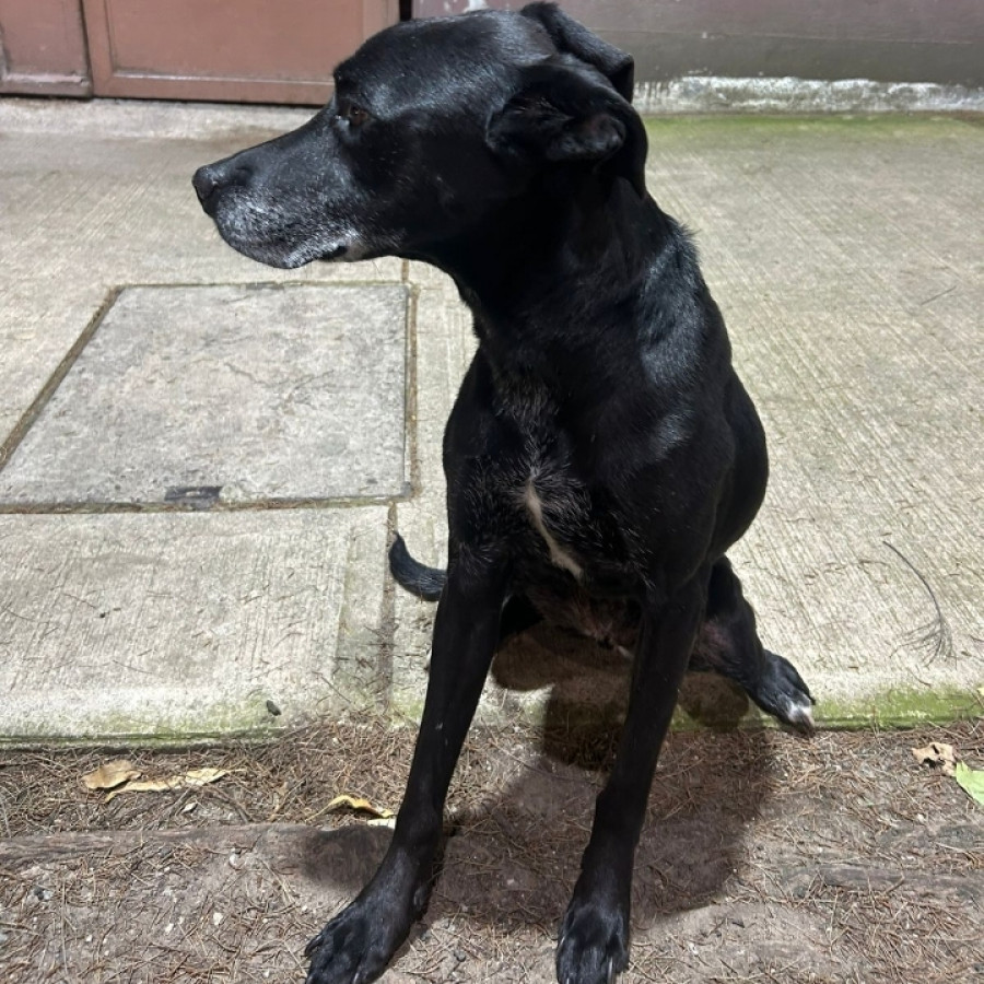  | Raza Mestiza | Encontrada