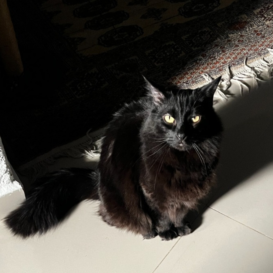 MEPHISTO | Raza Angora Turco Negro | Perdido