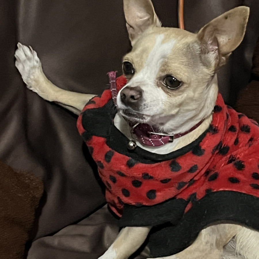 COOKIE | Raza Chihuahua | Perdida