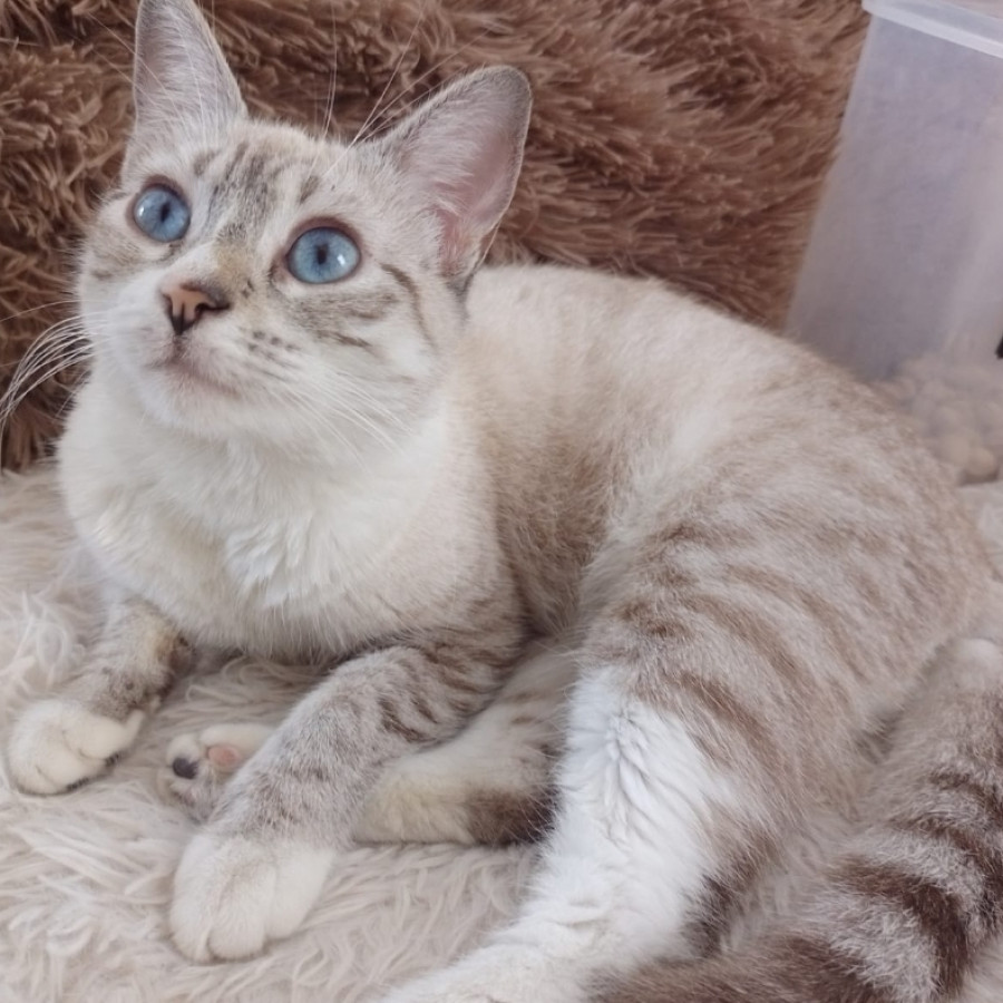 NIEBLA | Raza Aslan o Siamés moderno, punto tabby | Perdida