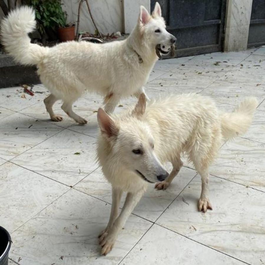 ODÍN Y FREYA | Raza Pastor Alemán Blanco | Perdido