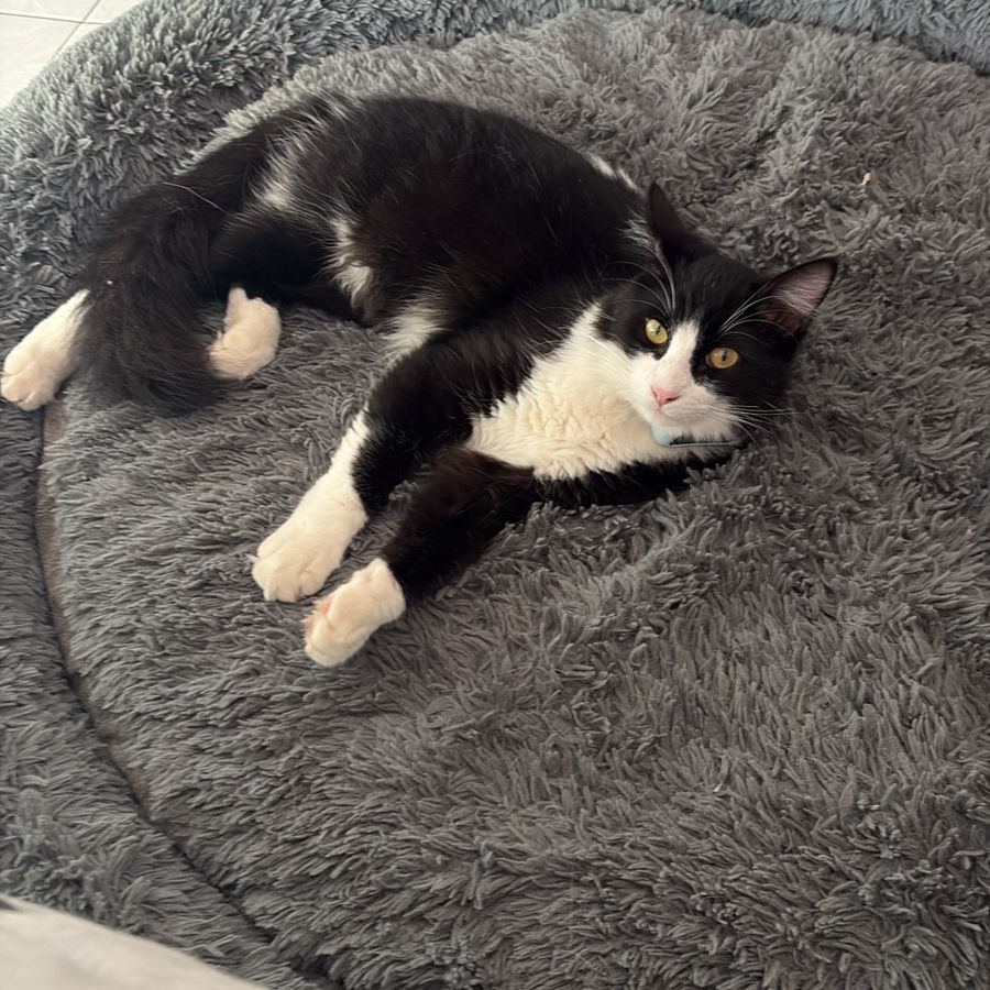 ZEUS | Raza Doméstico Americano de Pelo Semilargo | Perdido