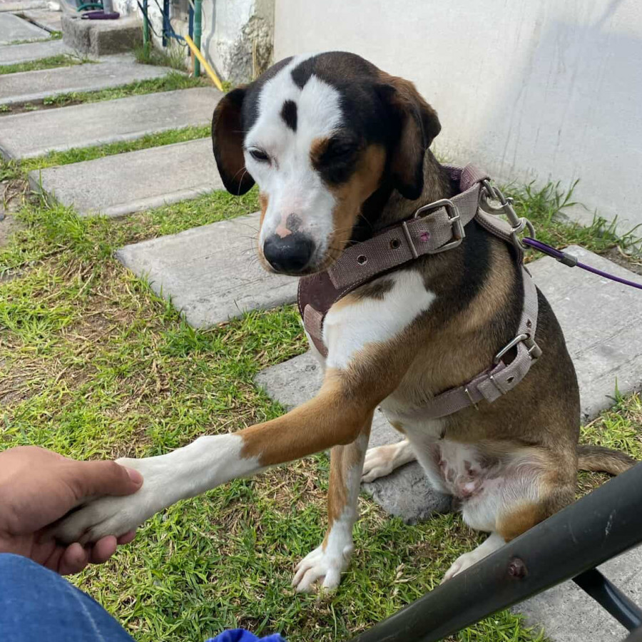 PUCHIS | Raza Mestiza | En Adopción