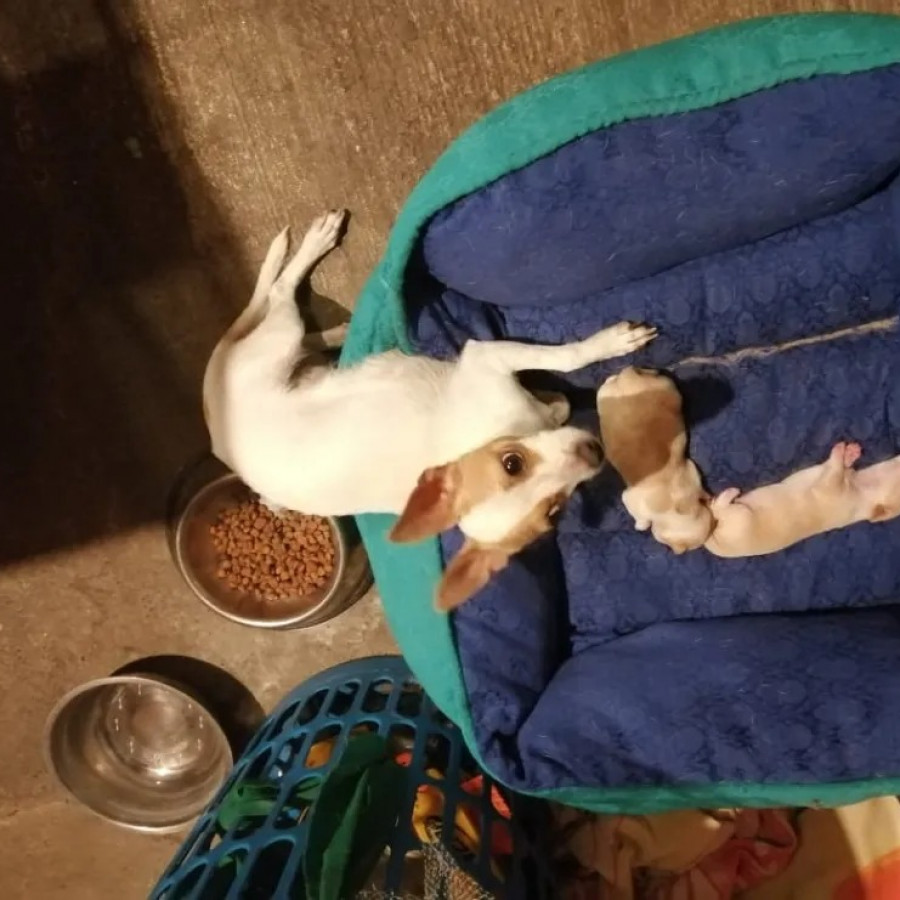 CANELA | Raza Chihuahua | Final Feliz
