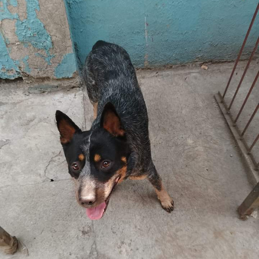  | Raza Ganadero Australiano Blue Heeler  | Encontrado