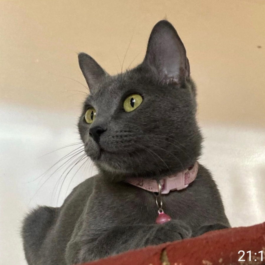 TITINA | Raza Ruso Azul | Perdida