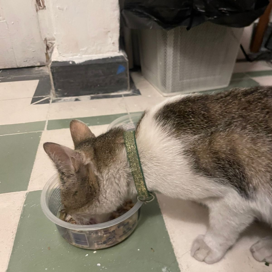  | Raza Doméstico Américano de Pelo Corto | Encontrado