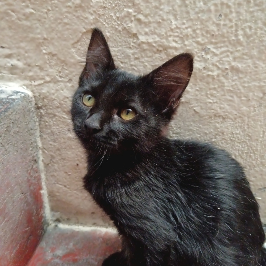 GORON | Raza Bombay | En Adopción