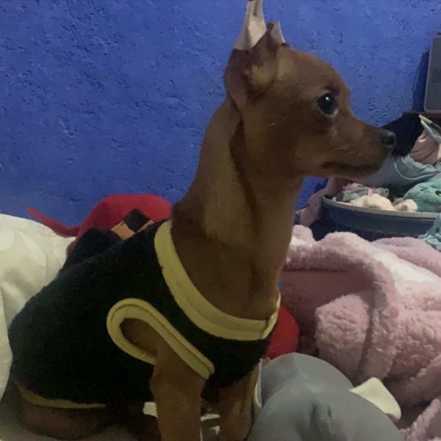 TOBY | Raza Chihuahua | Perdido