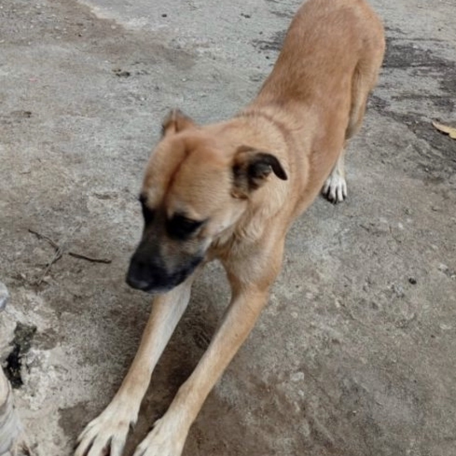 BEETHOVEN | Raza Mestizo, cruza de Pastor Belga Malinois | Perdido