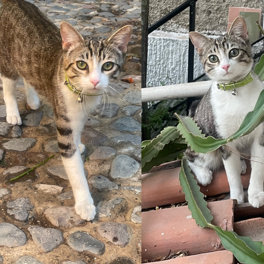 TOMATITO | Raza Doméstico Américano de Pelo Corto | Perdido